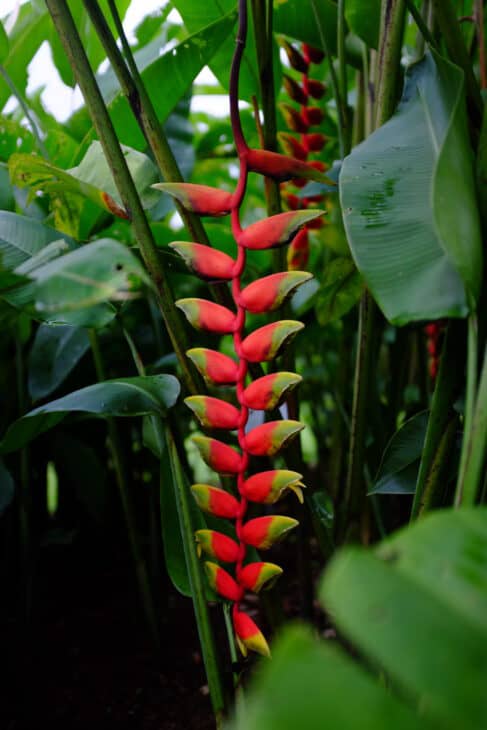 False Bird Of Paradise - Heliconia rostrata