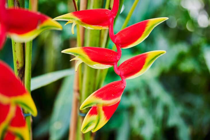 False Bird Of Paradise - Heliconia rostrata