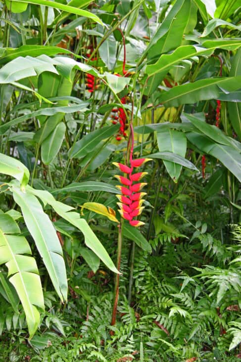 False Bird Of Paradise - Heliconia rostrata