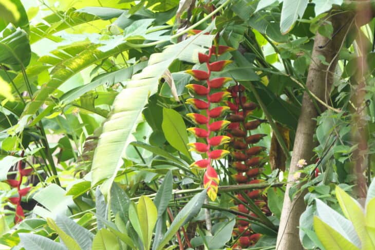 False Bird Of Paradise - Heliconia rostrata