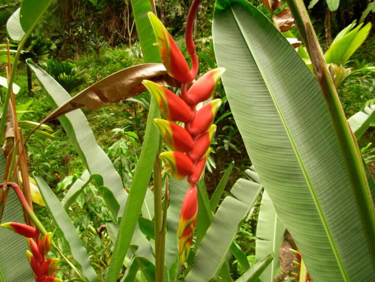 False Bird Of Paradise - Heliconia rostrata