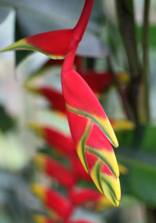 False Bird Of Paradise - Heliconia rostrata