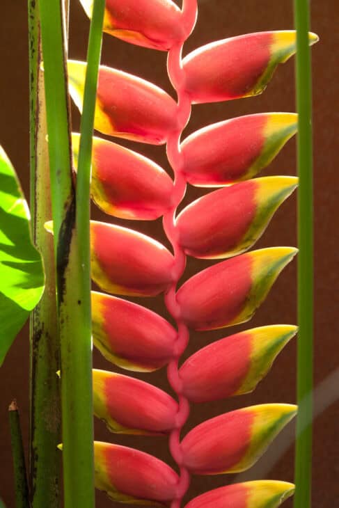 False Bird Of Paradise - Heliconia rostrata