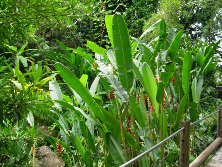 False Bird Of Paradise - Heliconia rostrata