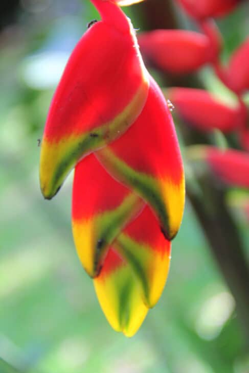 False Bird Of Paradise - Heliconia rostrata