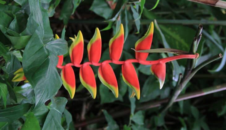 False Bird Of Paradise - Heliconia rostrata