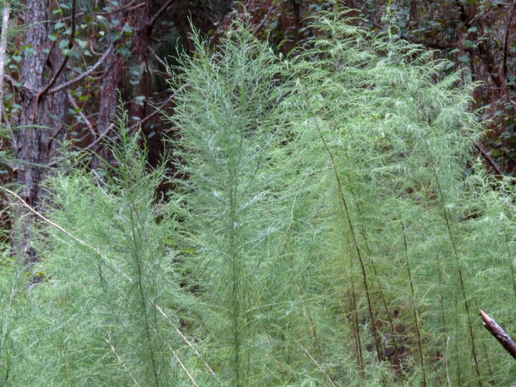 False Dill - Eupatorium capillifolium