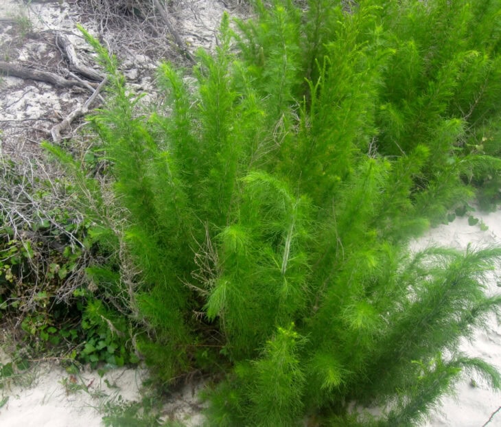 False Dill - Eupatorium capillifolium
