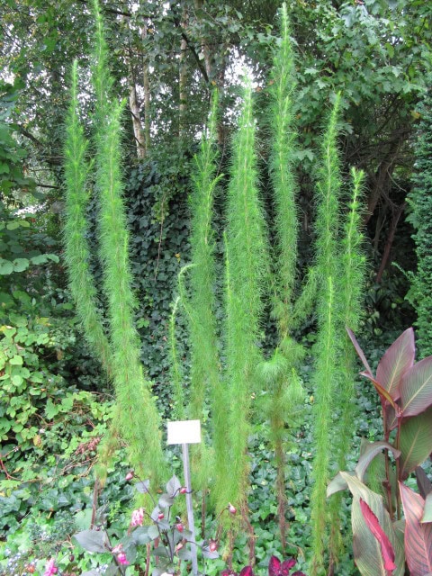False Dill - Eupatorium capillifolium
