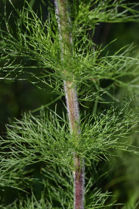 False Dill - Eupatorium capillifolium