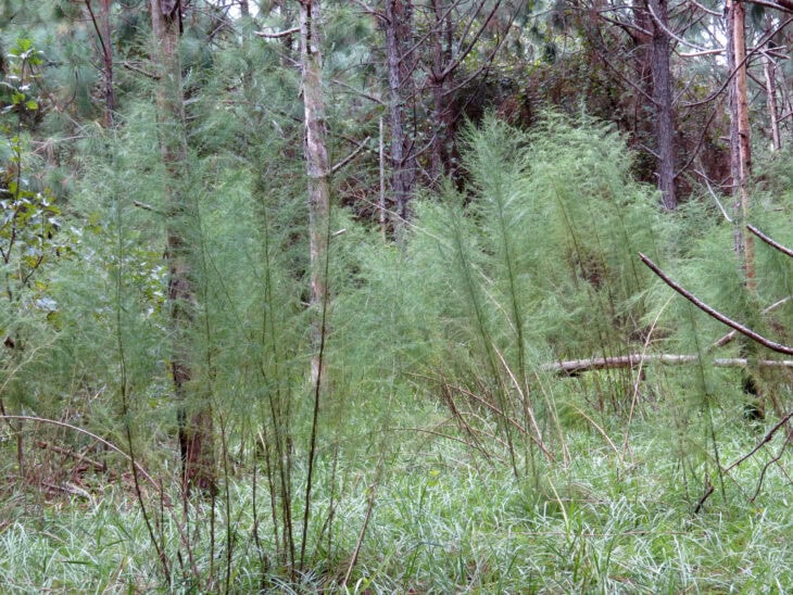 False Dill - Eupatorium capillifolium