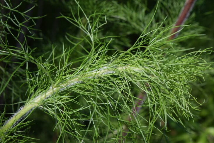 False Dill - Eupatorium capillifolium