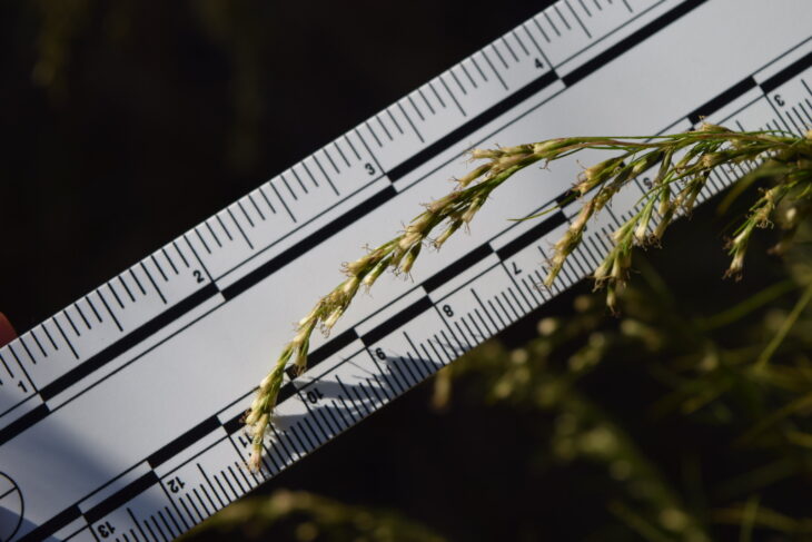 False Dill - Eupatorium capillifolium