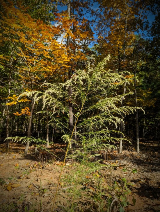 False Dill - Eupatorium capillifolium