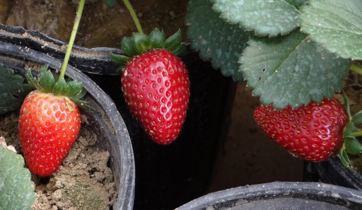 fragaria ananassa