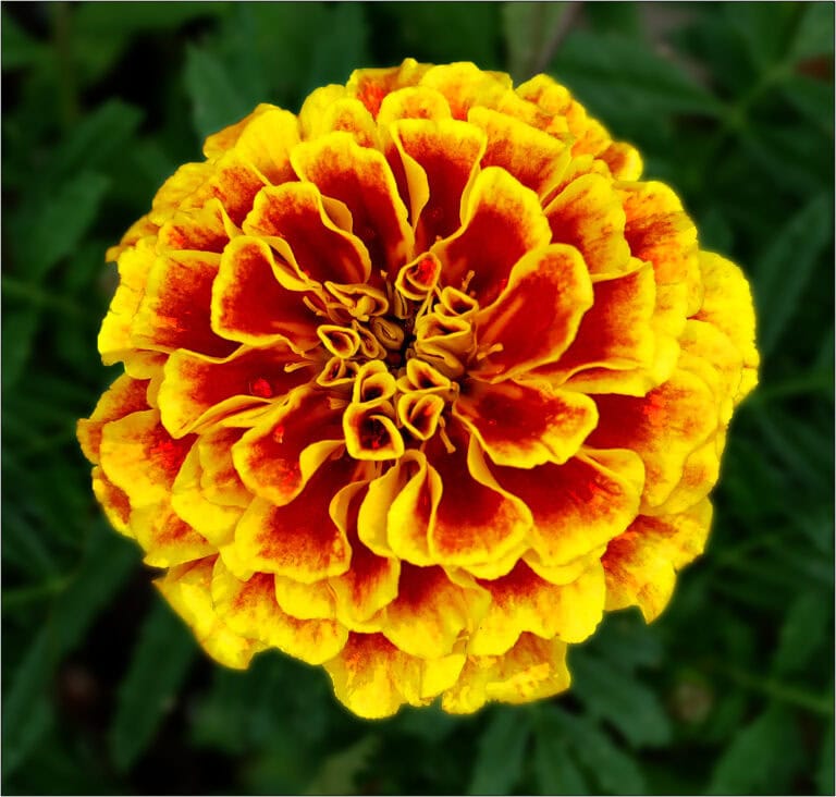 French Marigold - Tagetes patula