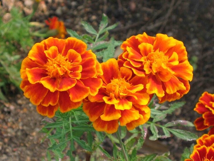 French Marigold - Tagetes patula