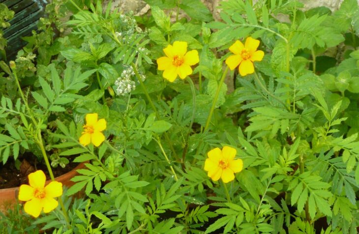 French Marigold - Tagetes patula