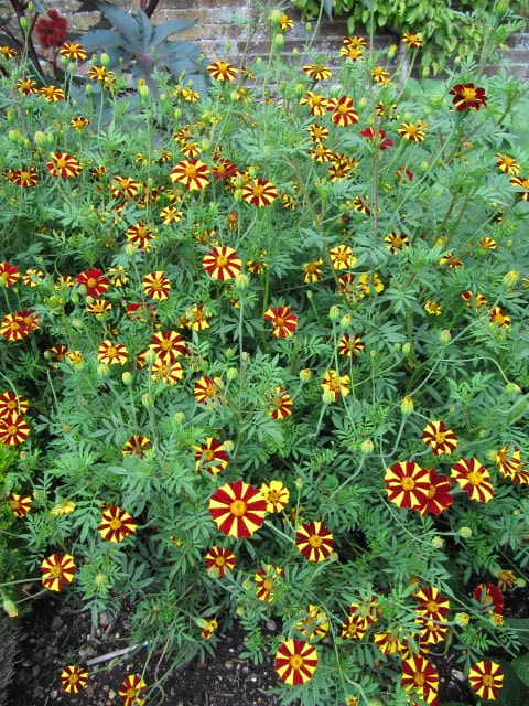 French Marigold - Tagetes patula