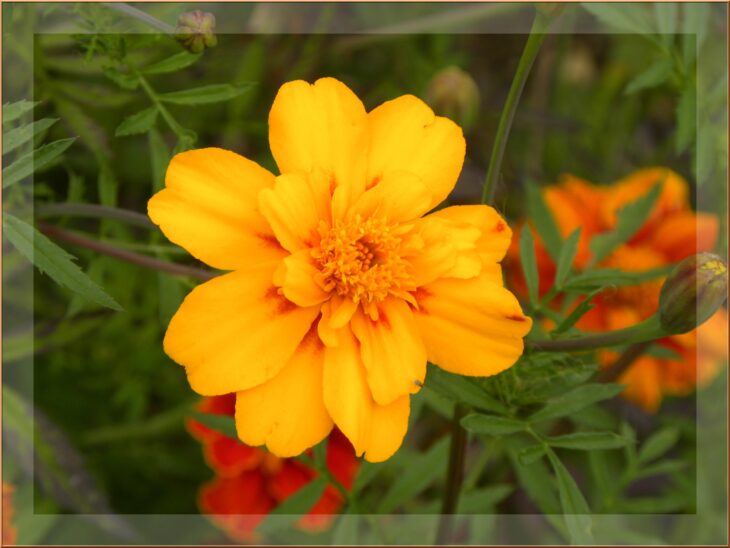 French Marigold - Tagetes patula
