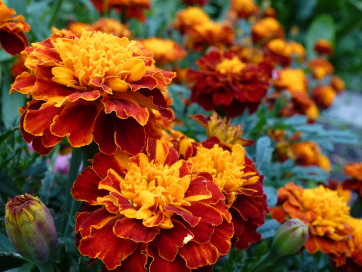 French Marigold - Tagetes patula