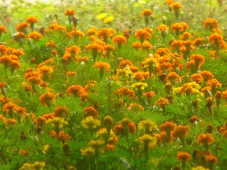French Marigold - Tagetes patula