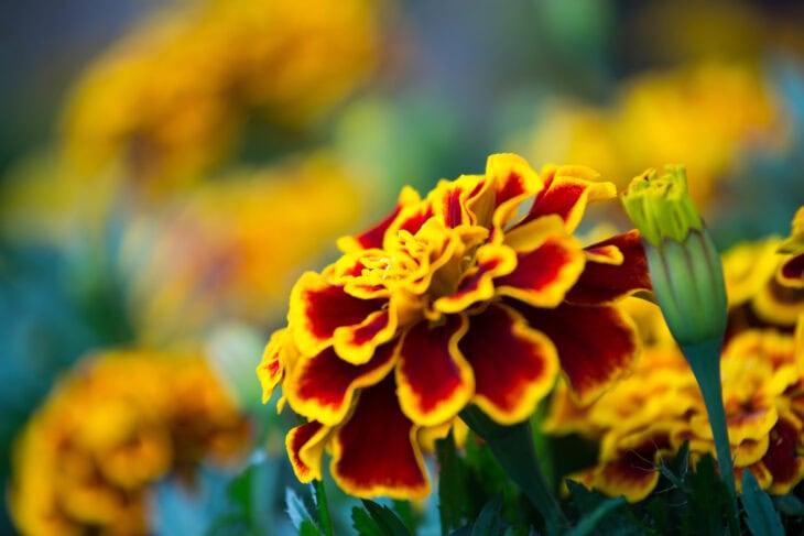 French Marigold - Tagetes patula