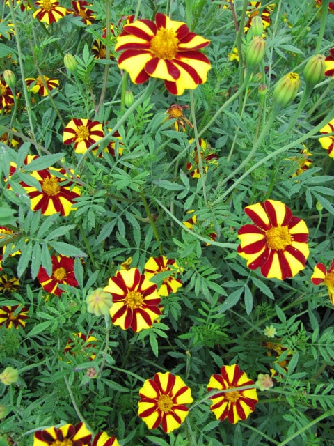 French Marigold - Tagetes patula