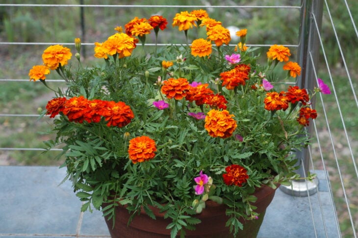 French Marigold - Tagetes patula