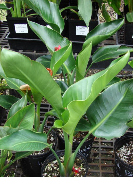 Giant Bird Of Paradise - Strelitzia nicolai