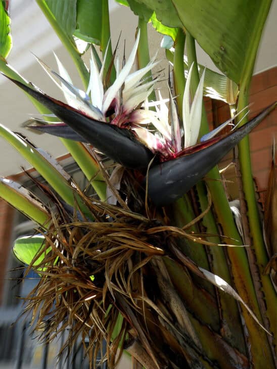 Giant Bird Of Paradise - Strelitzia nicolai
