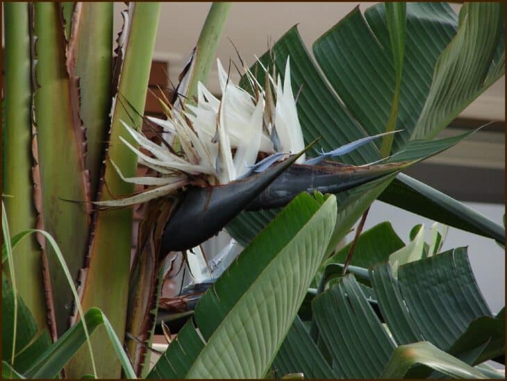 Giant Bird Of Paradise - Strelitzia nicolai