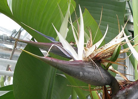 Giant Bird Of Paradise - Strelitzia nicolai