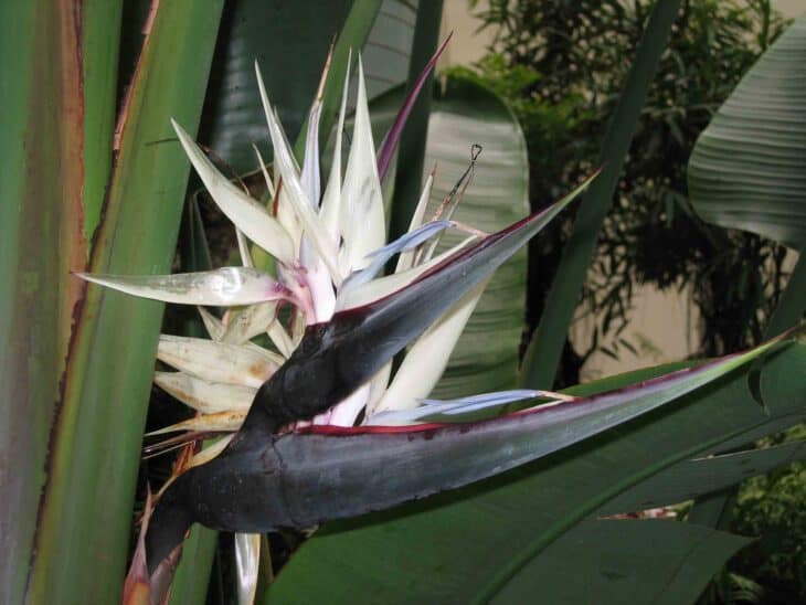 Giant Bird Of Paradise - Strelitzia nicolai
