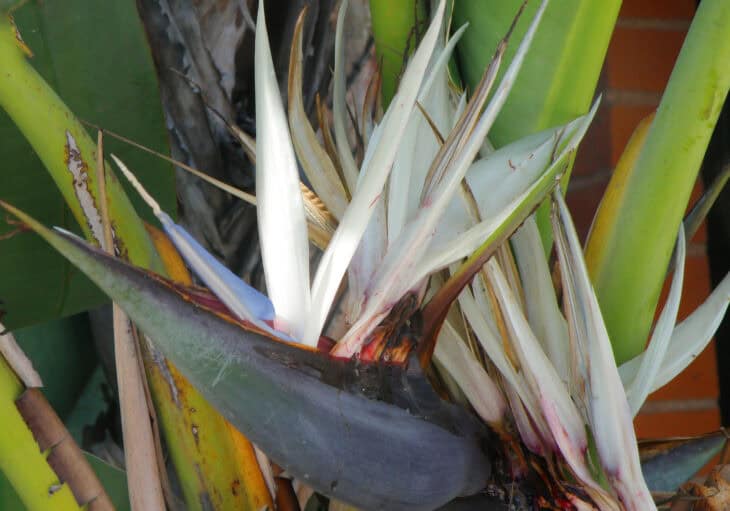 Giant Bird Of Paradise - Strelitzia nicolai