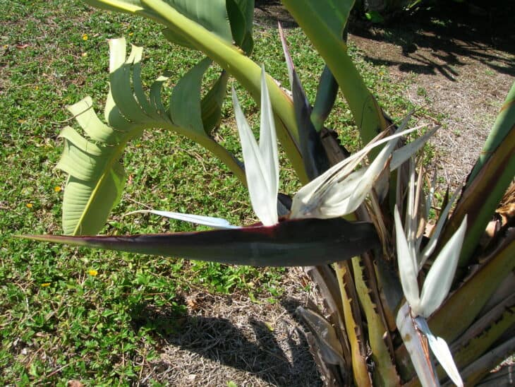 Giant Bird Of Paradise - Strelitzia nicolai