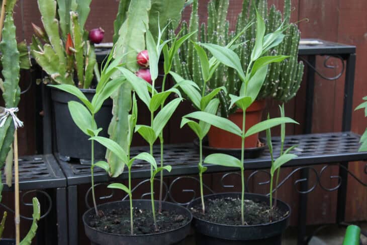 Gloriosa Lily - Gloriosa superba