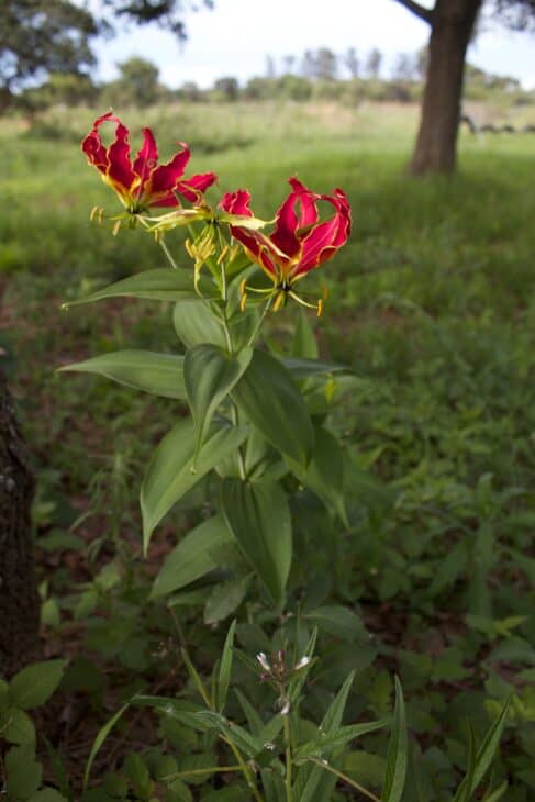 Gloriosa Lily - Gloriosa superba