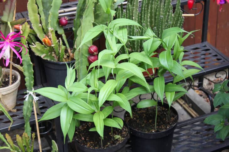 Gloriosa Lily - Gloriosa superba