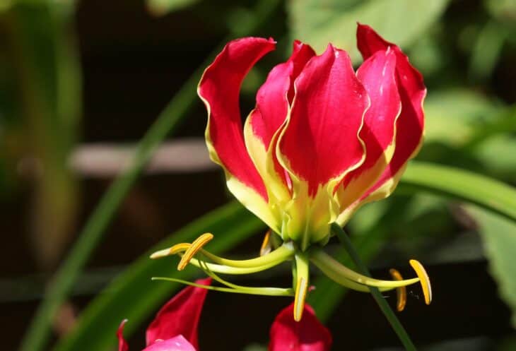 Gloriosa Lily - Gloriosa superba