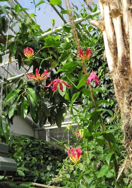 Gloriosa Lily - Gloriosa superba