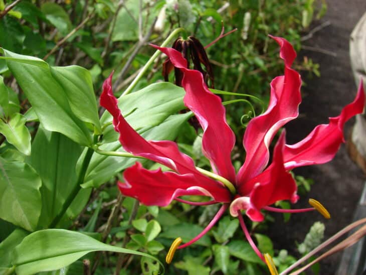 Gloriosa Lily - Gloriosa superba