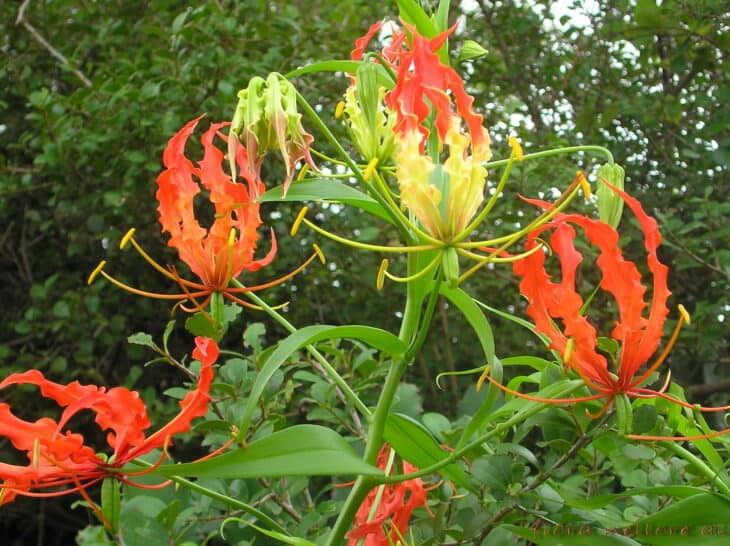 Gloriosa Lily - Gloriosa superba