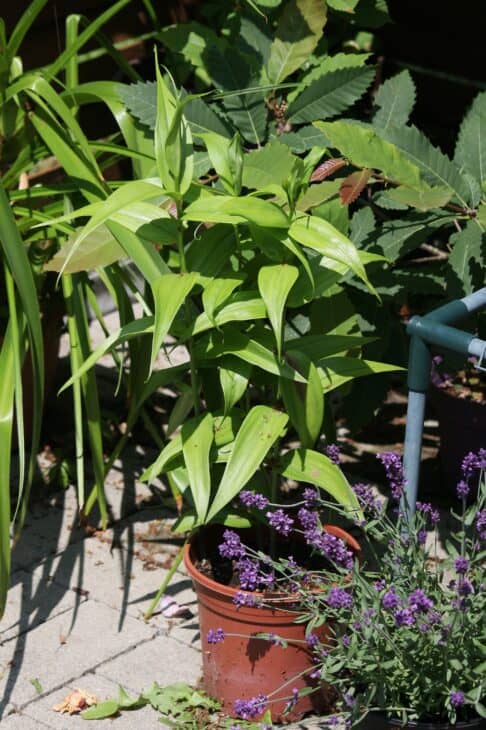 Gloriosa Lily - Gloriosa superba