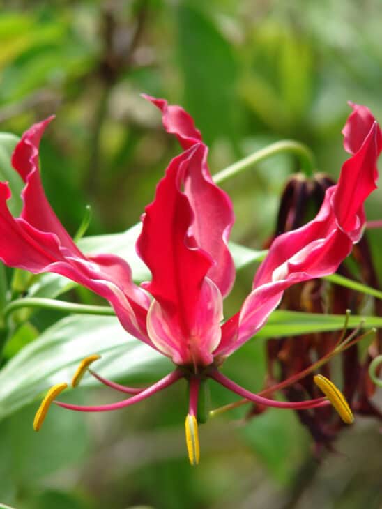 Gloriosa Lily - Gloriosa superba
