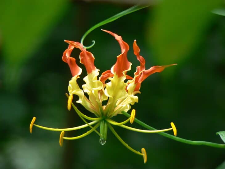 Gloriosa Lily - Gloriosa superba