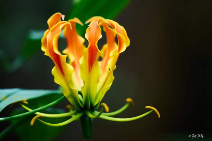 Gloriosa Lily - Gloriosa superba