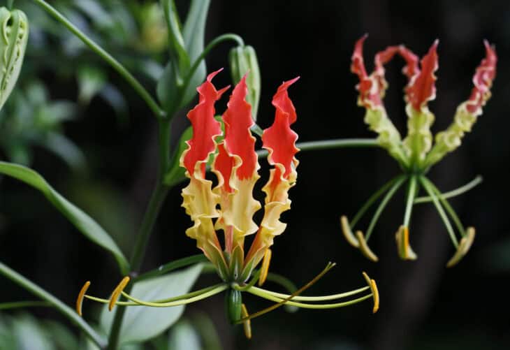 Gloriosa Lily - Gloriosa superba