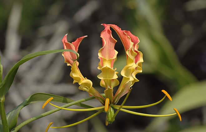 Gloriosa Lily - Gloriosa superba