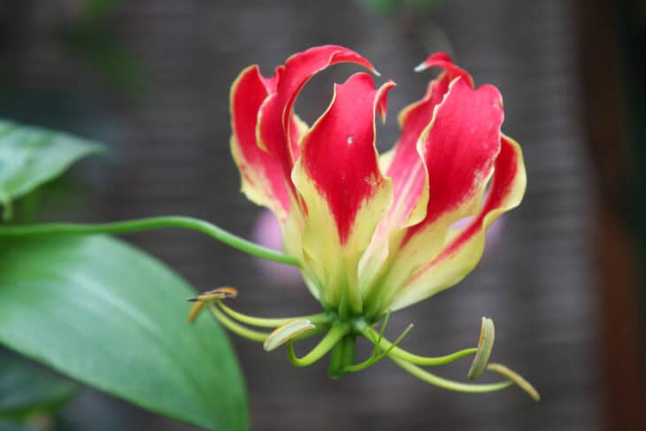 Gloriosa Lily - Gloriosa superba